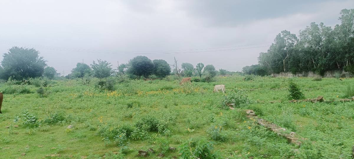 100 गज प्लॉट @ मोटू का बास, राजावास, सीकर रोड 