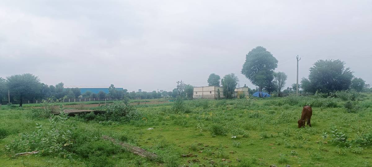 100 गज प्लॉट @ मोटू का बास, राजावास, सीकर रोड 